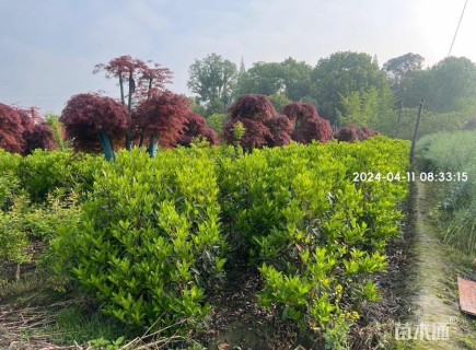 高度200厘米法国冬青