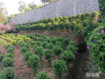 高度70厘米紫花三角梅