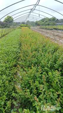 高度35厘米矮紫薇小苗