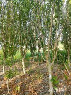 高度300厘米木槿