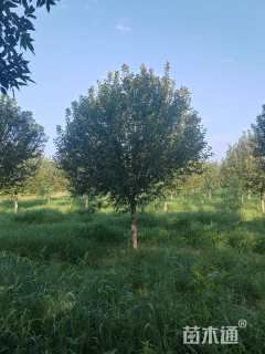 12公分绚丽海棠