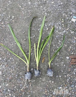 高度20厘米蜘蛛兰