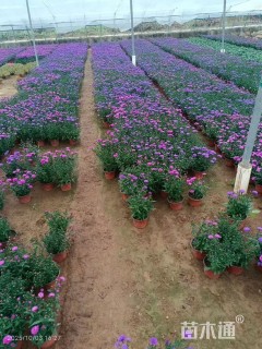 高度20厘米翠菊