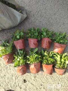 高度50厘米云南黄馨