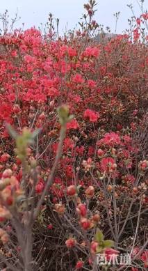 高度80厘米映山红
