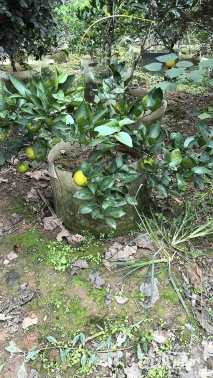 高度100厘米木本绣球