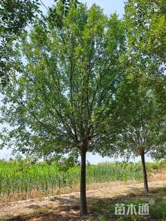 12公分国槐