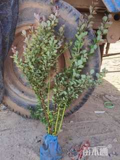 高度80厘米紫叶小檗