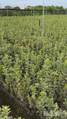 高度40厘米金边黄杨