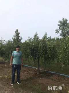 3公分八重红垂枝樱