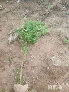 高度60厘米锦鸡儿