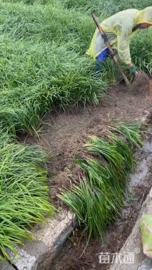 高度30厘米阔叶麦冬