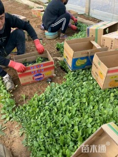 高度8厘米赛菊芋