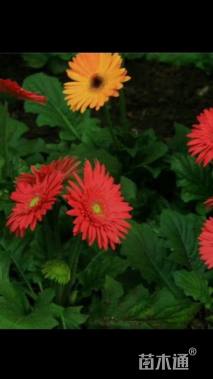 高度100厘米非洲菊