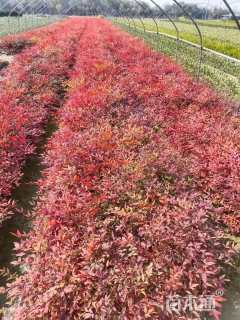 高度20厘米南天竹