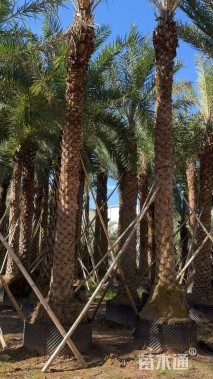 裸干高500厘米中东海枣