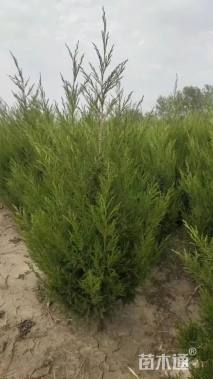 高度40厘米蜀桧