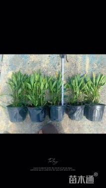 高度45厘米翠芦莉