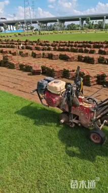 草块状夏威夷草