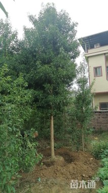 12公分金丝楠木