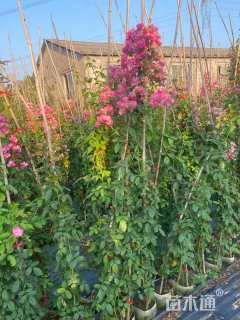 1.8厘米藤本月季