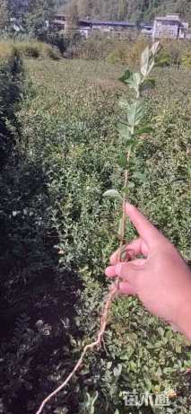 高度150厘米云锦杜鹃