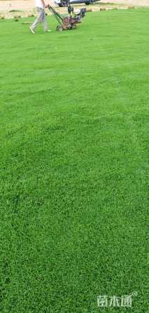 草卷状百慕大草