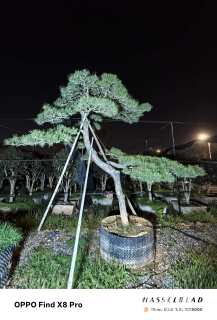 高度370厘米黑松