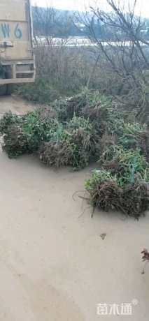 高度30厘米月季