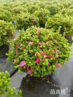 容器苗安酷杜鹃