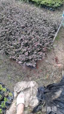 高度10厘米红花继木