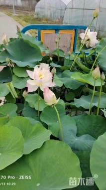 高度20厘米荷花