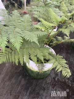 高度120厘米库伯树蕨