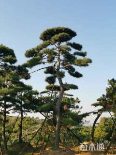 高度800厘米造型油松