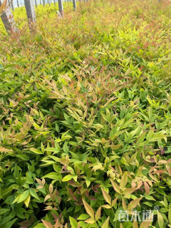 高度60厘米南天竹