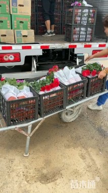 高度25厘米小丽花