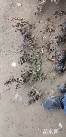 高度25厘米红花继木小苗