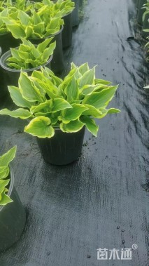 高度20厘米玉簪