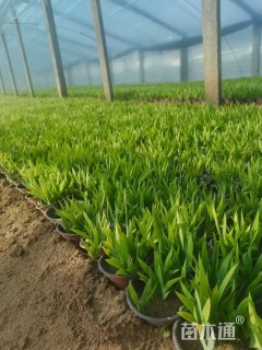 高度13厘米蓝花鸢尾