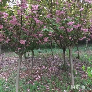 15公分晚樱