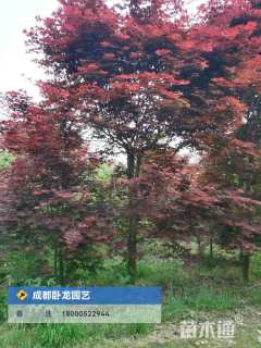 高度300厘米三季红红枫