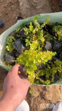 高度12厘米金叶过路黄