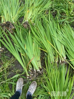 高度50厘米西伯利亚鸢尾