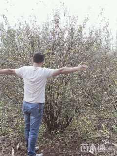 高度300厘米丛生榆叶梅