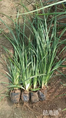 高度35厘米崂峪苔草