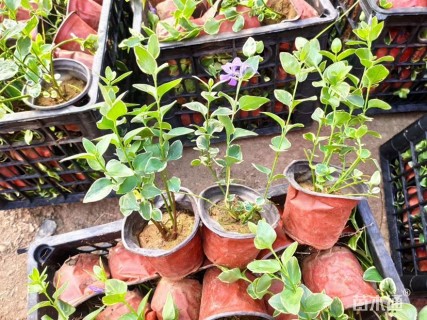 高度25厘米花叶蔓长春