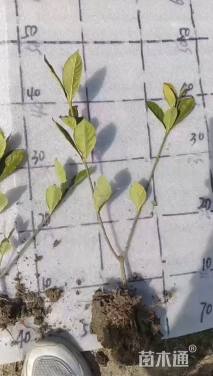 高度20厘米大叶栀子