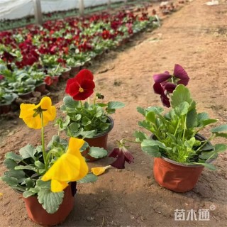 高度25厘米三色堇