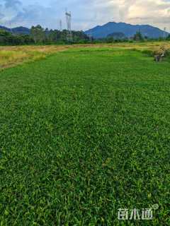 大叶油草