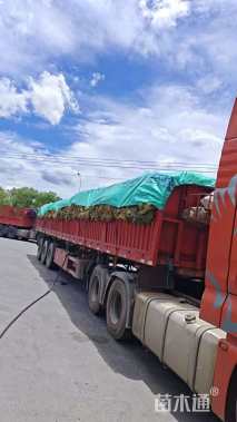 草卷状马尼拉草